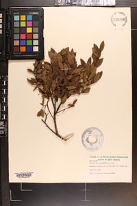 Vaccinium angustifolium image