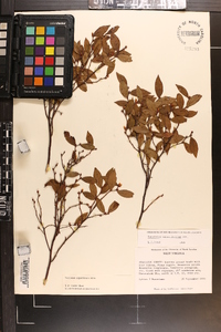 Vaccinium angustifolium image