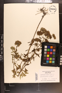 Pycnanthemum flexuosum image