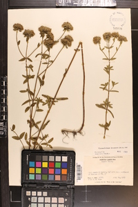 Pycnanthemum flexuosum image