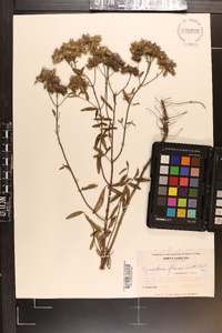 Pycnanthemum flexuosum image