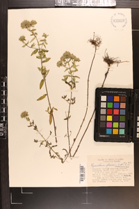 Pycnanthemum flexuosum image