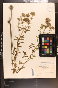 Pycnanthemum flexuosum image