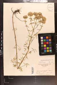 Pycnanthemum flexuosum image