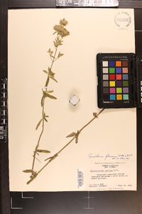 Pycnanthemum flexuosum image