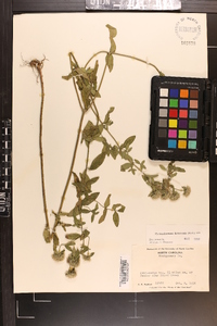 Pycnanthemum flexuosum image