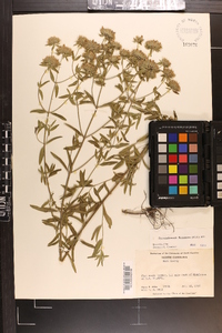 Pycnanthemum flexuosum image