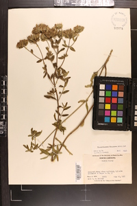 Pycnanthemum flexuosum image