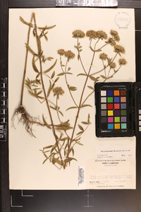 Pycnanthemum flexuosum image