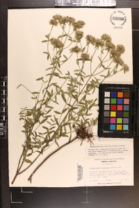 Pycnanthemum flexuosum image