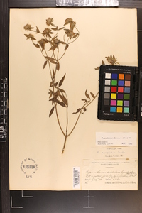 Pycnanthemum flexuosum image