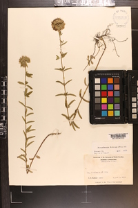 Pycnanthemum flexuosum image