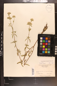 Pycnanthemum flexuosum image