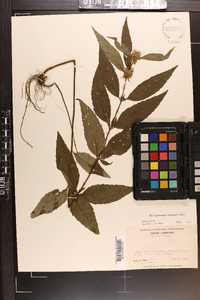 Pycnanthemum montanum image