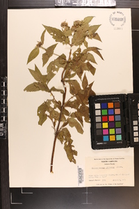 Pycnanthemum montanum image