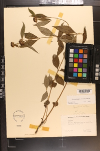 Pycnanthemum montanum image