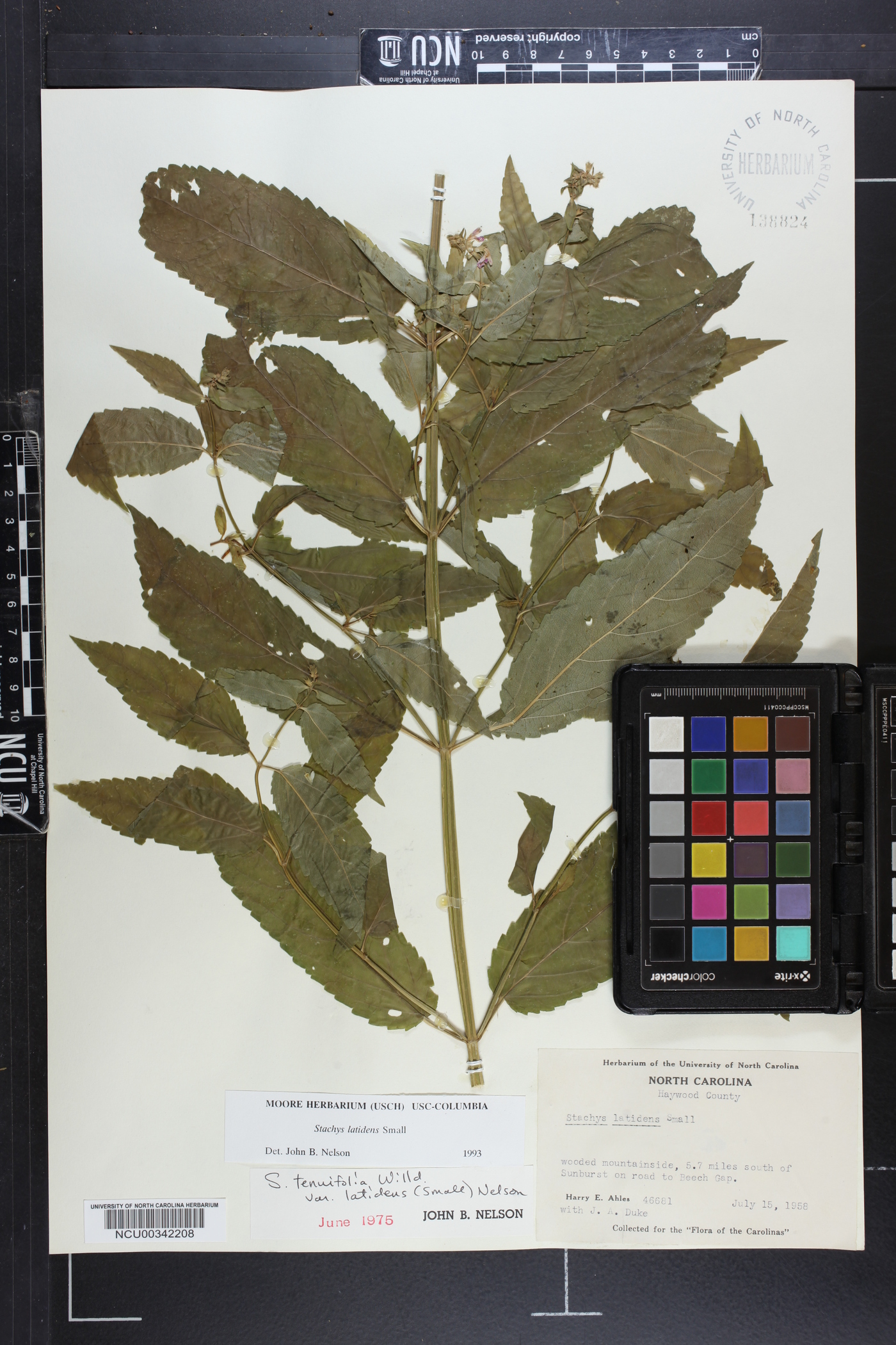 Stachys latidens image