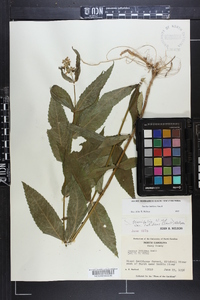 Stachys latidens image