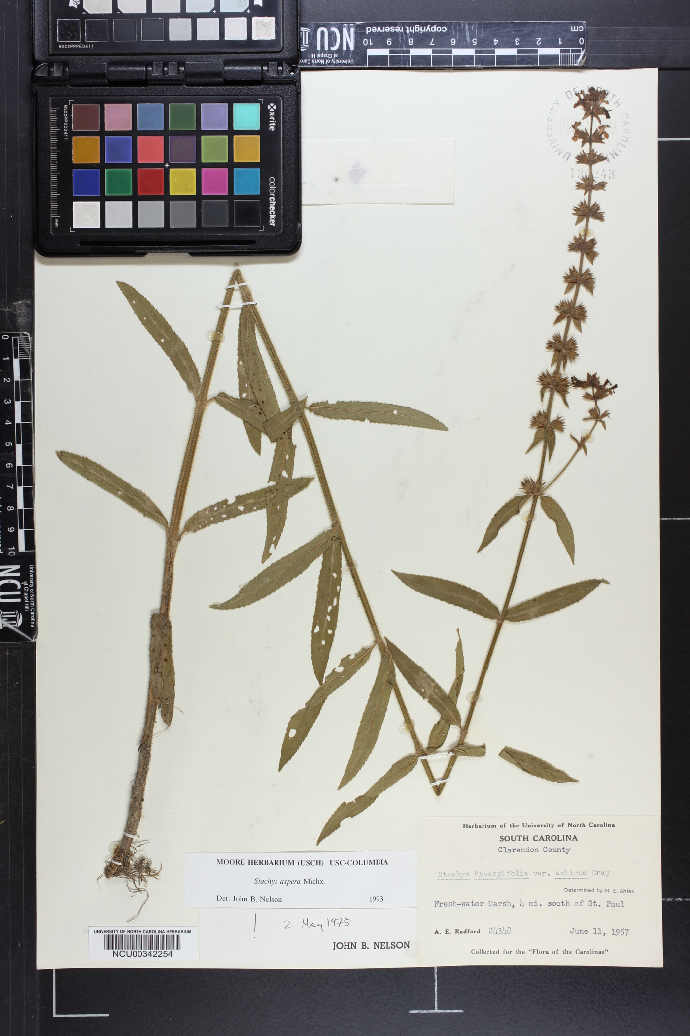 Stachys aspera image