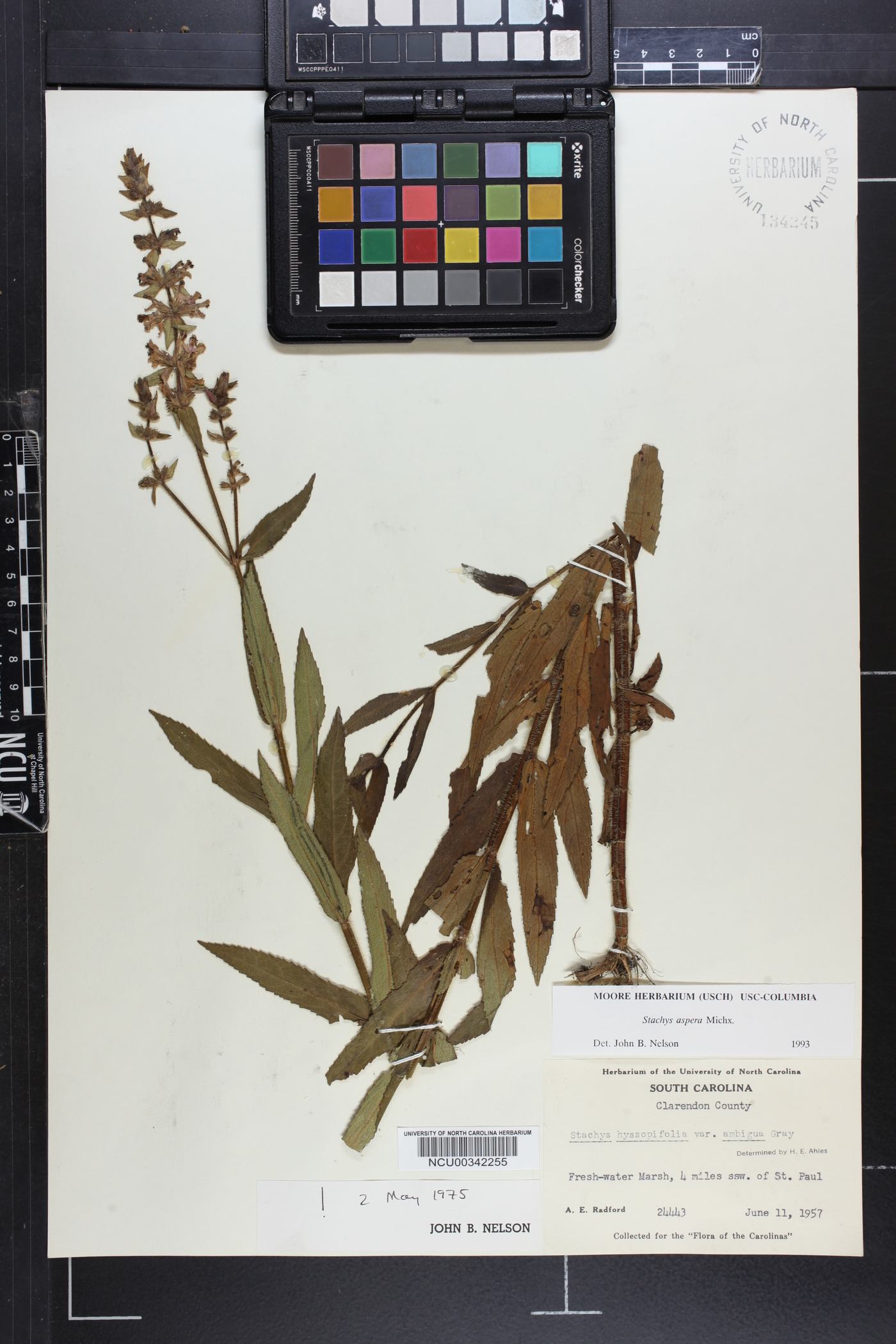 Stachys aspera image