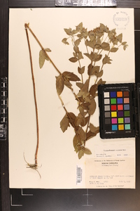 Pycnanthemum setosum image