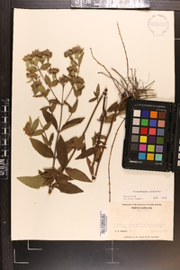 Pycnanthemum setosum image