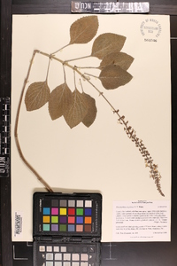 Plectranthus australis image