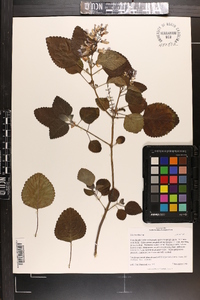 Plectranthus australis image