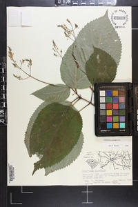 Collinsonia canadensis image