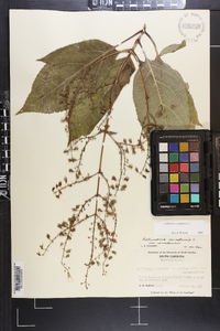 Collinsonia canadensis image