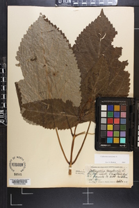 Collinsonia canadensis image