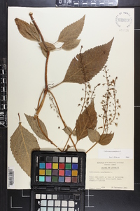 Collinsonia canadensis image