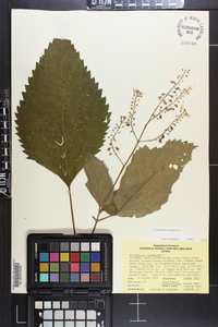 Collinsonia canadensis image