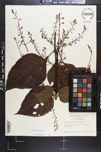 Collinsonia canadensis image