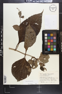 Collinsonia canadensis image