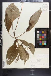 Collinsonia canadensis image