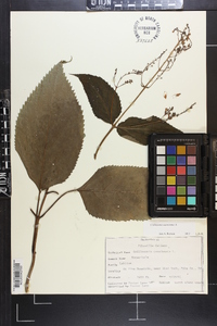 Collinsonia canadensis image