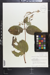 Collinsonia canadensis image