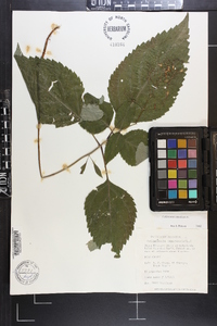 Collinsonia canadensis image