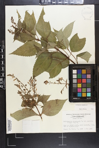 Collinsonia canadensis image