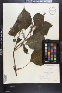 Collinsonia canadensis image