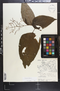 Collinsonia canadensis image