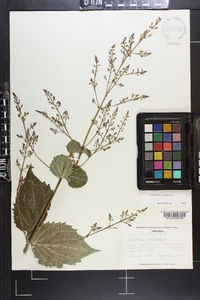 Collinsonia canadensis image