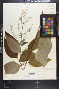 Collinsonia canadensis image