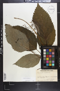 Collinsonia canadensis image