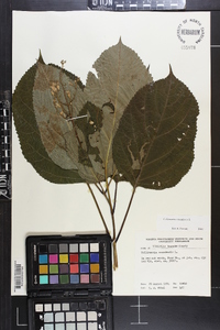 Collinsonia canadensis image