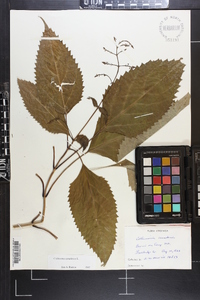 Collinsonia canadensis image