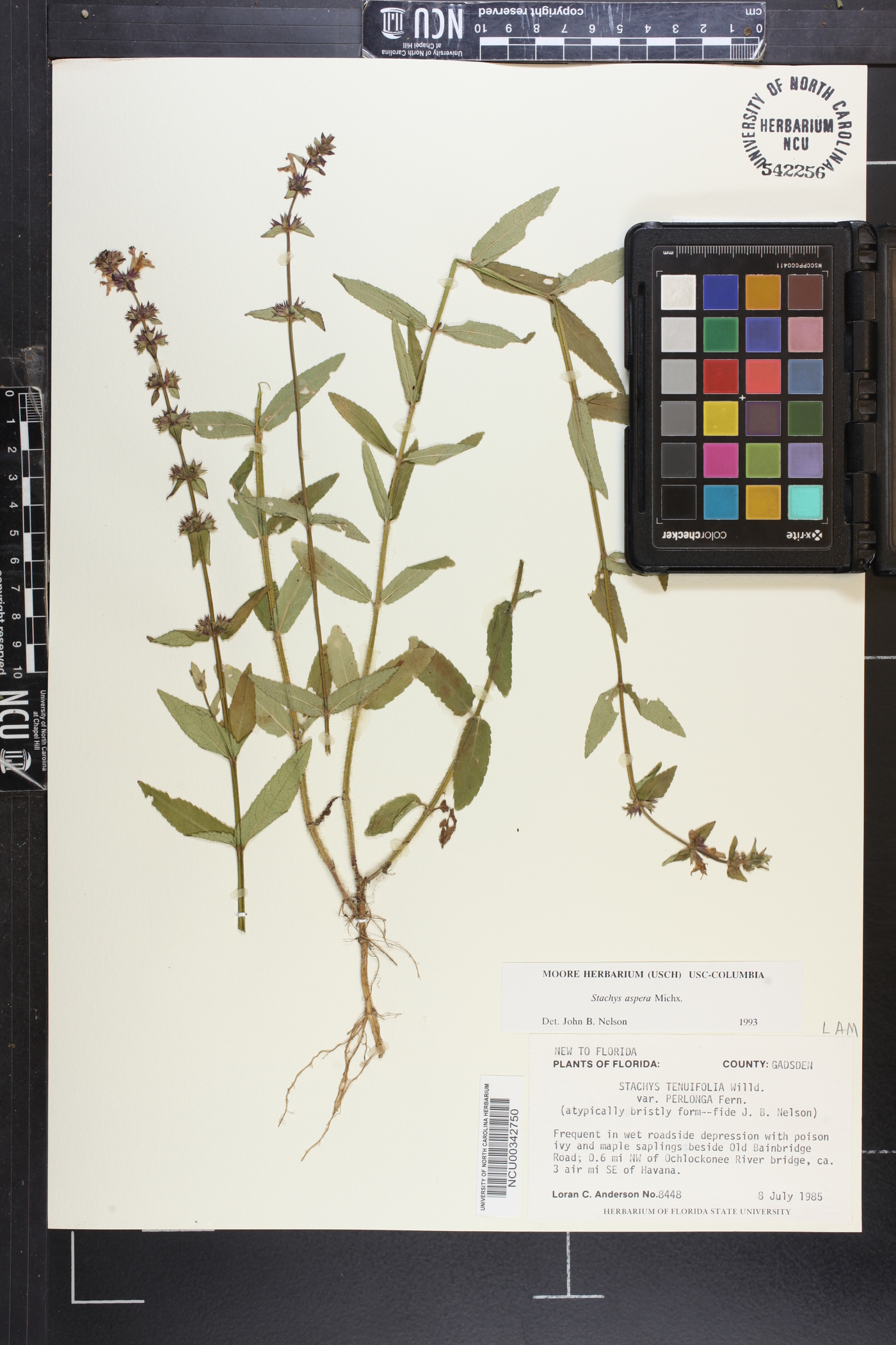 Stachys aspera image