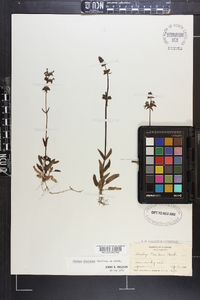 Stachys floridana image