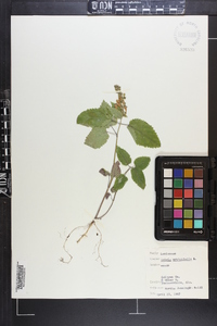 Salvia urticifolia image